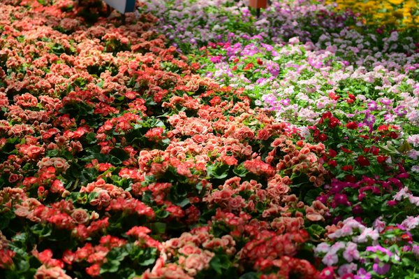 Les dernières tendances architecturales pour une villa de luxe